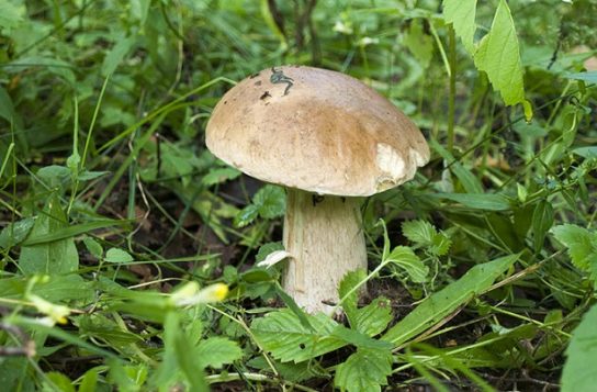 Сапротрофный тип питания грибов