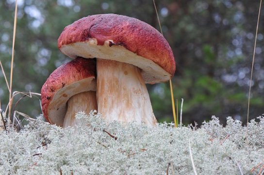 Белый гриб как источник питательных веществ