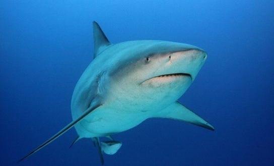 Кратко о тупорылой акуле