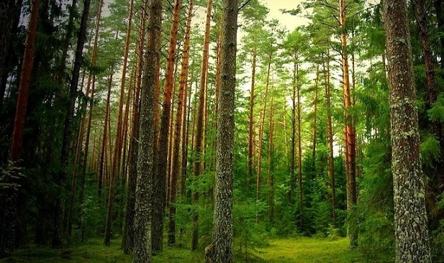 Фото леса в хорошем качестве