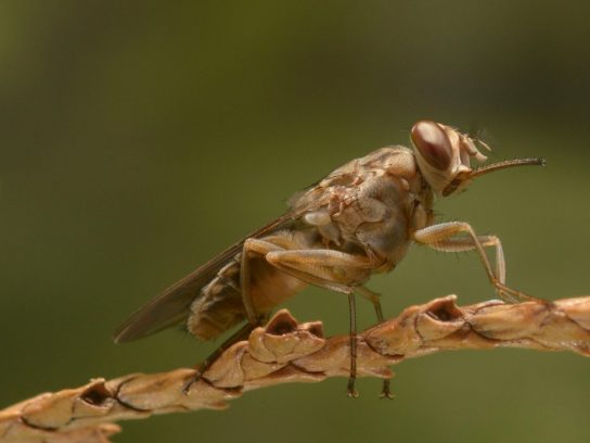 описание мухи цеце