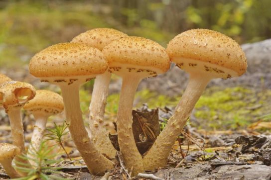 съедобные грибы томской области с фото