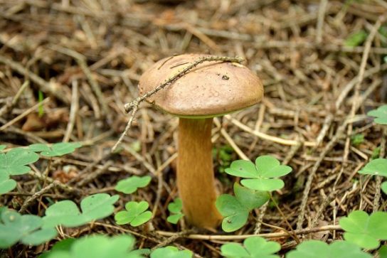 Белый гриб как источник питательных веществ