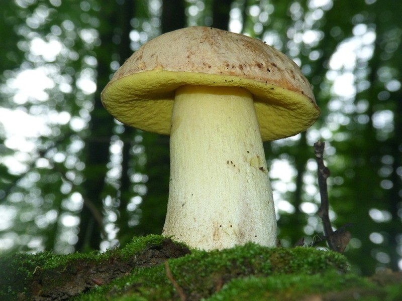 Полевые грибы съедобные фото и их названия