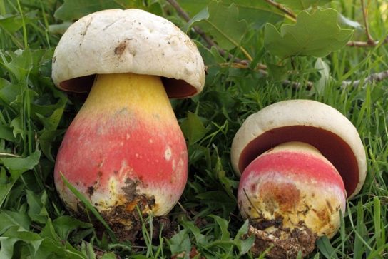 Как отличить съедобные грибы от ложных грибов