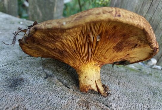Несъедобные грибы фото и название и описание