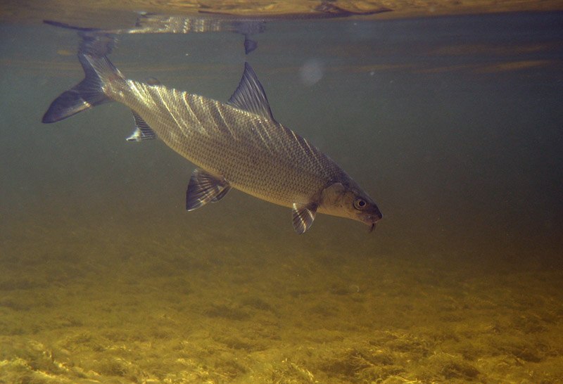 Рыба водится в волге