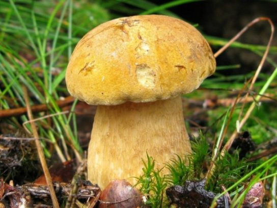 Какие грибы собирать на болоте