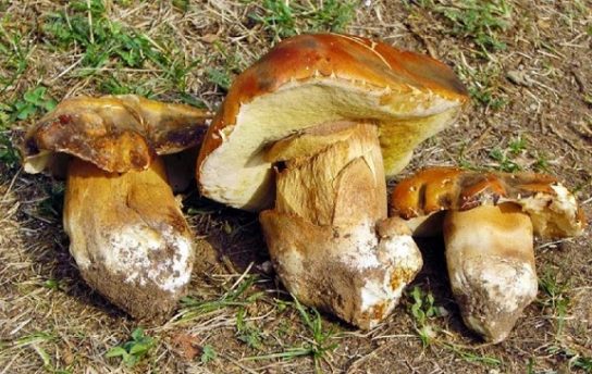 Болетовые грибы | Семейство грибов болет - фото и названия