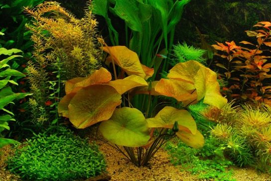 Какие бывают аквариумные растения