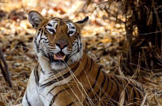 как выглядит бенгальский тигр