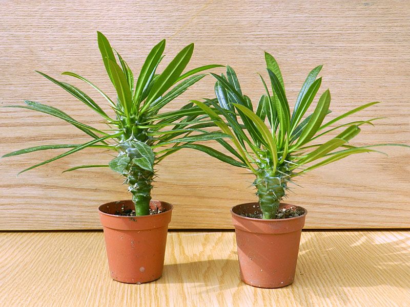 Японские комнатные растения фото и названия