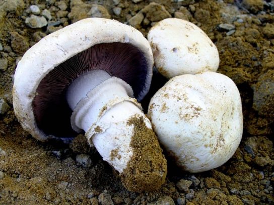 Съедобный гриб шампиньон двукольцевой