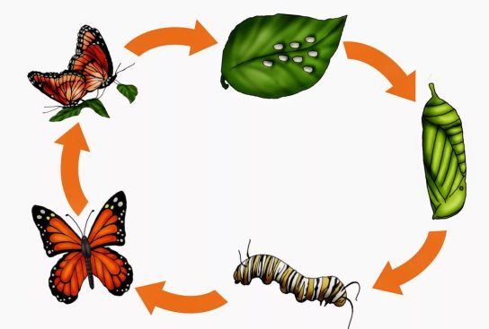 стадии размножения бабочек