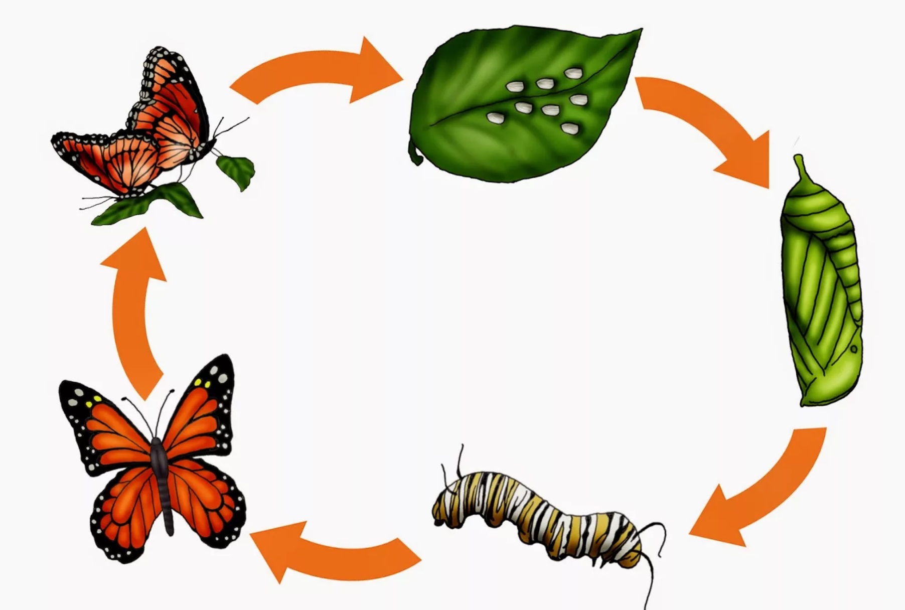 Процесс появления бабочки. Жизненный цикл бабочки капустницы. Цикл развития насекомых бабочки. Жизненный цикл бабочки для детей. Этапы превращения гусеницы в бабочку.