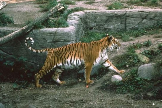 turanskiy tigr