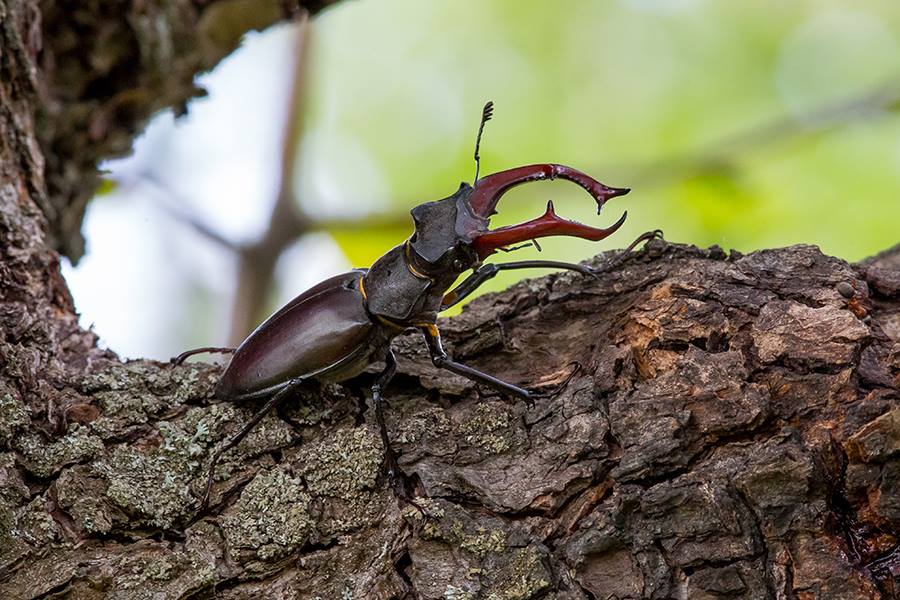 Жук олень фото красная книга