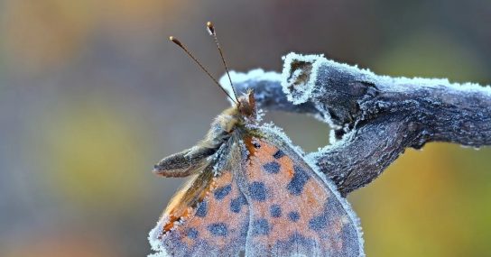 зимовка бабочек