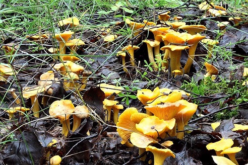 грибы лисички в лесу