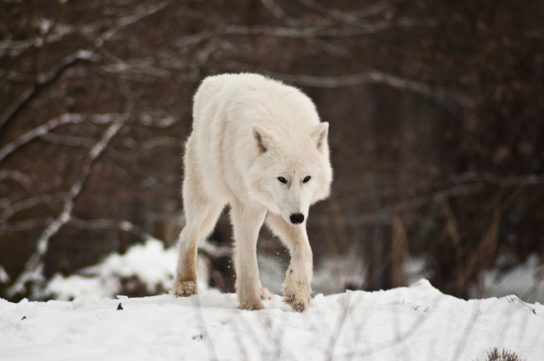 полярный волк - фотография