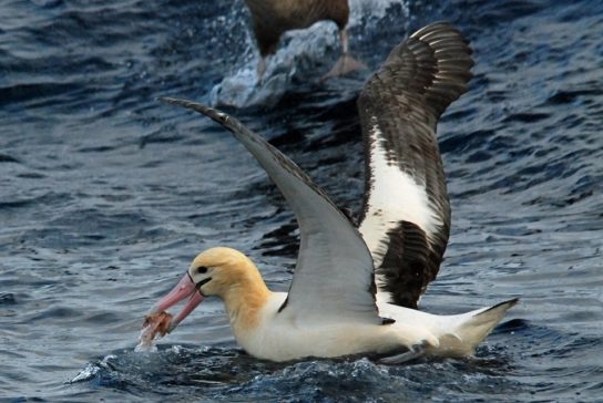 Чем питается альбатрос белоспинный