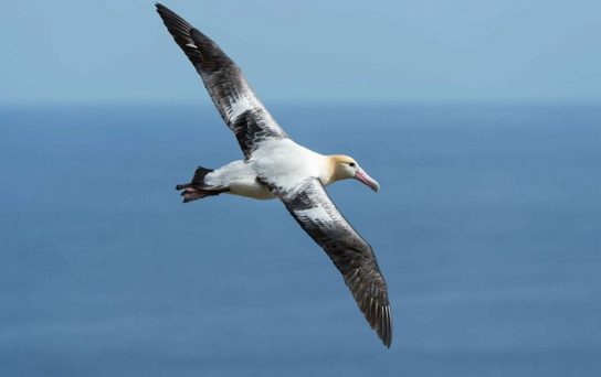 Внешний вид альбатроса белоспинного