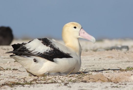 Сообщение про альбатроса белоспинного