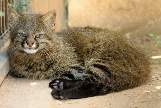 Пампасская кошка - представитель пустыни Атакама