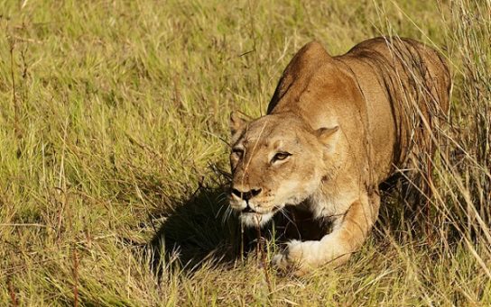 Самка африканского льва на охоте