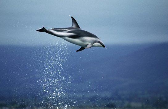Доклад по теме Атлантический белобокий дельфин