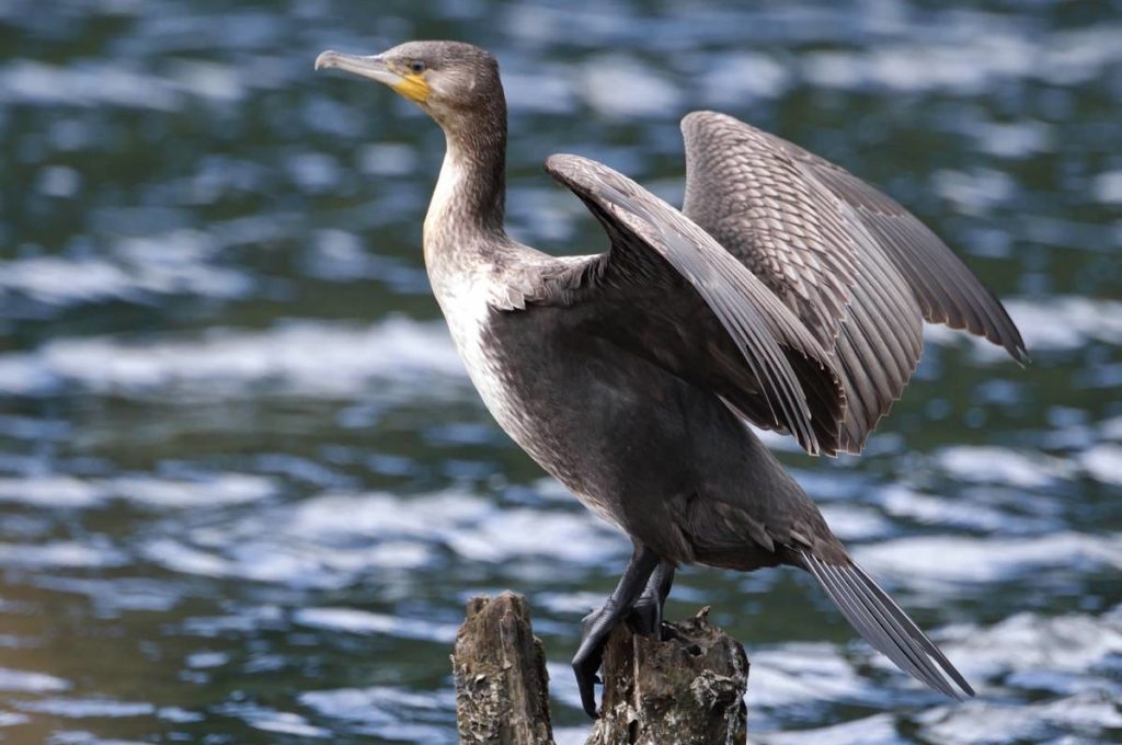 Птицы морские калининградской области фото с названиями
