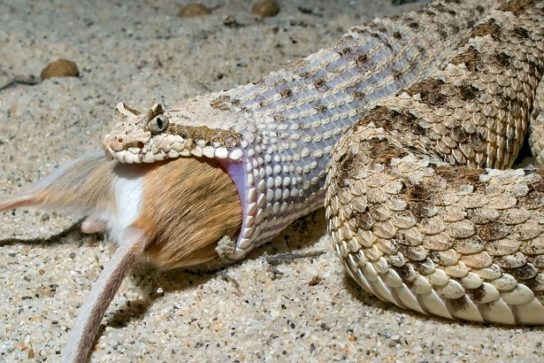 Чем питается гремучая змея