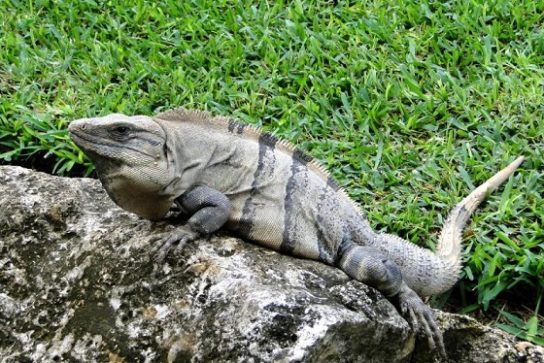 iguana koltsehvostaya