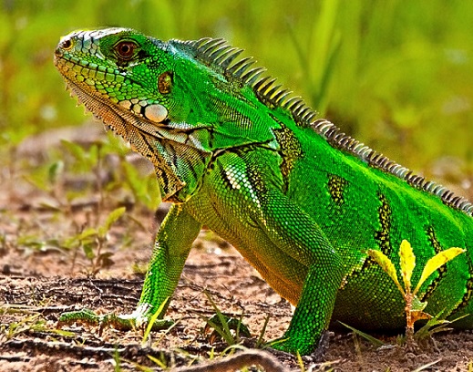 iguana zelenaya
