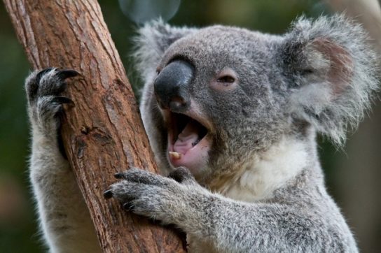 Как выглядит коала