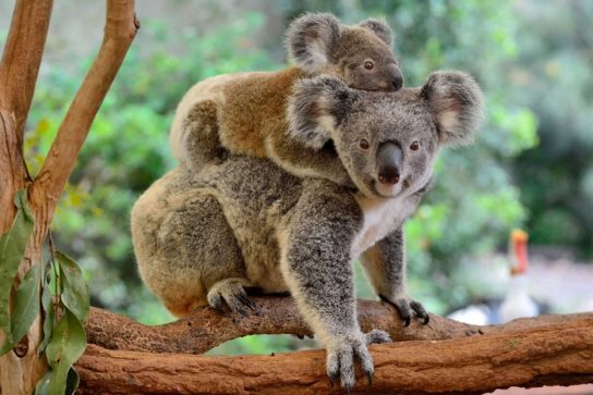 Где живут коалы