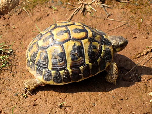 фото балканской черепахи