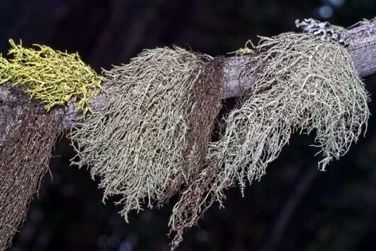 Растения рязанской области подлежащие охране