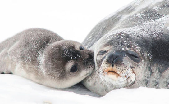 Тюлень и нерпа в чем отличие