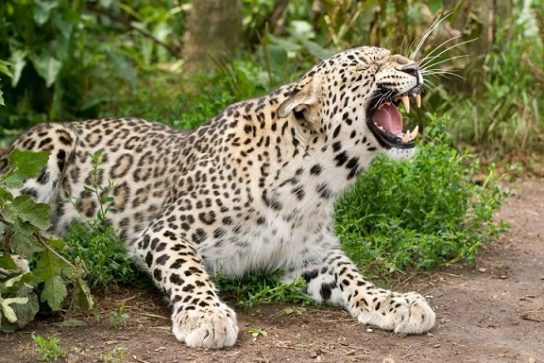 peredneaziatsliy leopard