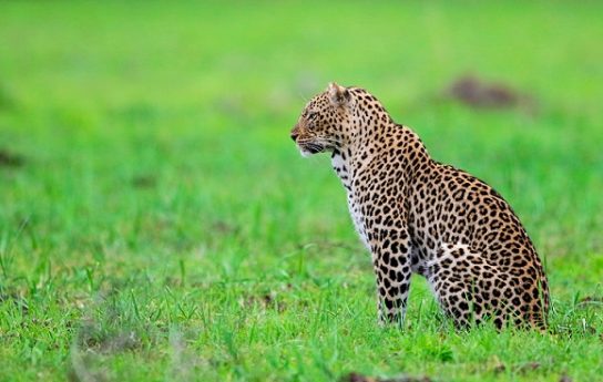 Чем питается переднеазиатский леопард