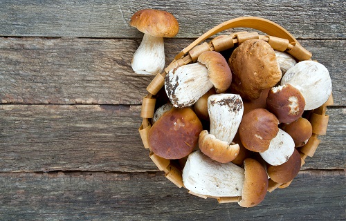 полезные свойства белых грибов