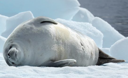 Животные Антарктики Фото С Названиями