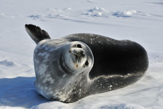 Виды Тюленей Фото И Названия