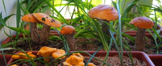 Выращивание белых грибов дома