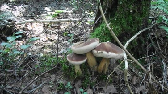 Фото ложных грибов