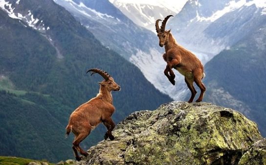 Альпийский горный козел Ибекс – фото и описание, ареал обитания