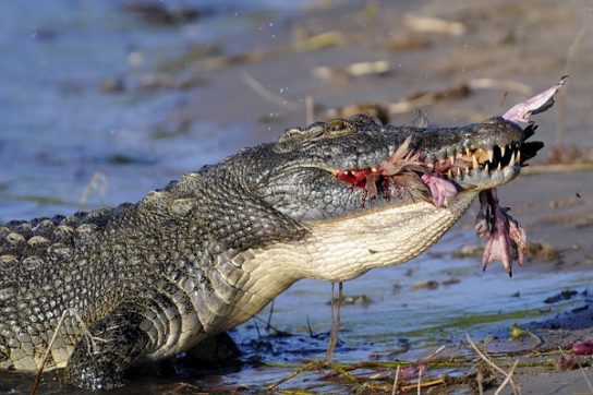 чем питается нильский крокодил