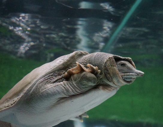 Водные черепахи - фото, виды, сколько живут, содержание в домашних условиях