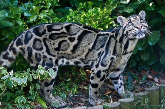 dymchatiy leopard